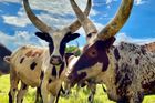 Krávy Ankole-Watusi nebo také "dobytek králů". Původně jsou z území severozápadní Ugandy a severní Rwandy. Dnes je však najdete i v jiných částech východní Afriky.