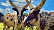 Krávy Ankole-Watusi nebo také "dobytek králů". Původně jsou z území severozápadní Ugandy a severní Rwandy. Dnes je však najdete i v jiných částech východní Afriky.