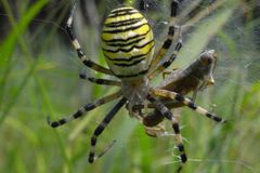 Vesnici vyděsila invaze neznámých jedovatých pavouků