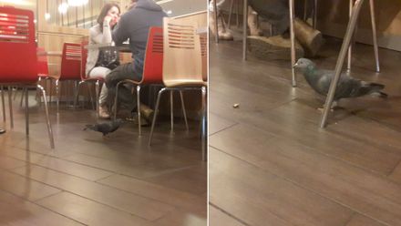 Oběd s drzým holubem. V burgrárně na pražském nádraží se bez rozpaků vykrmuje holub