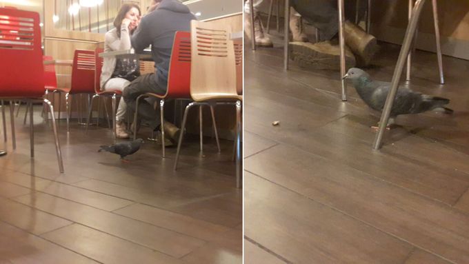 Oběd s drzým holubem. V burgrárně na pražském hlavním nádraží se bez rozpaků vykrmují holubi