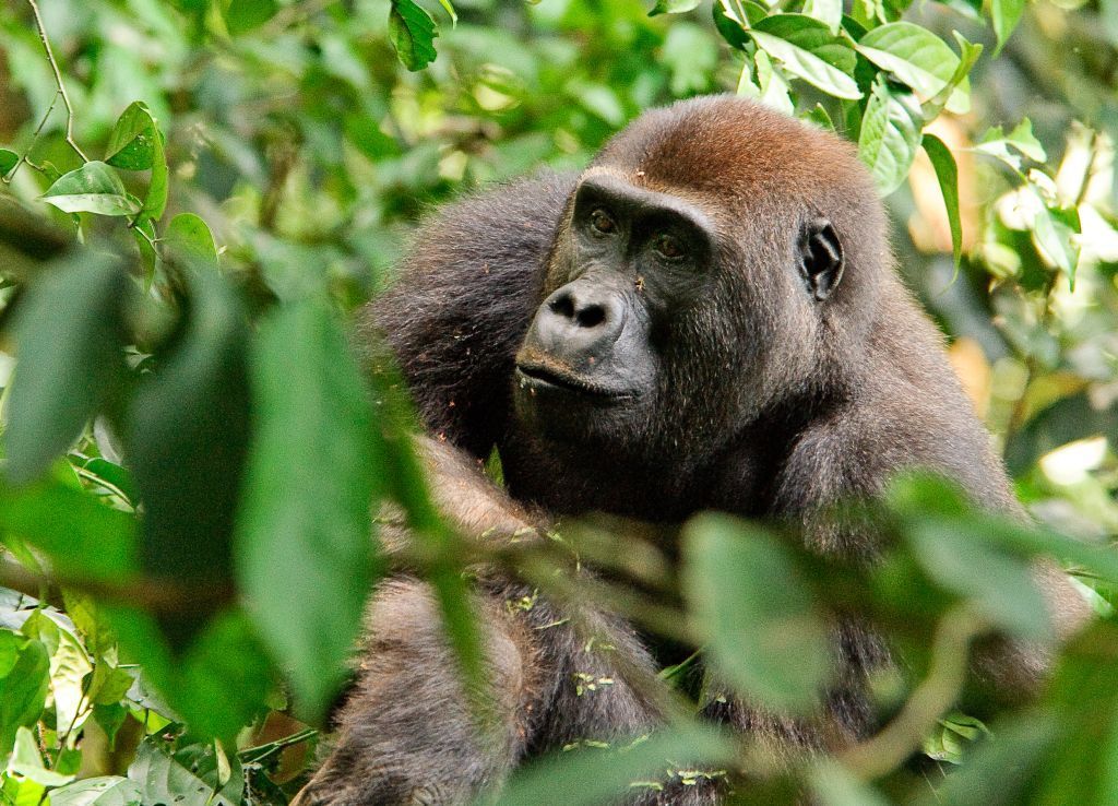 Gorila ve volné přírodě