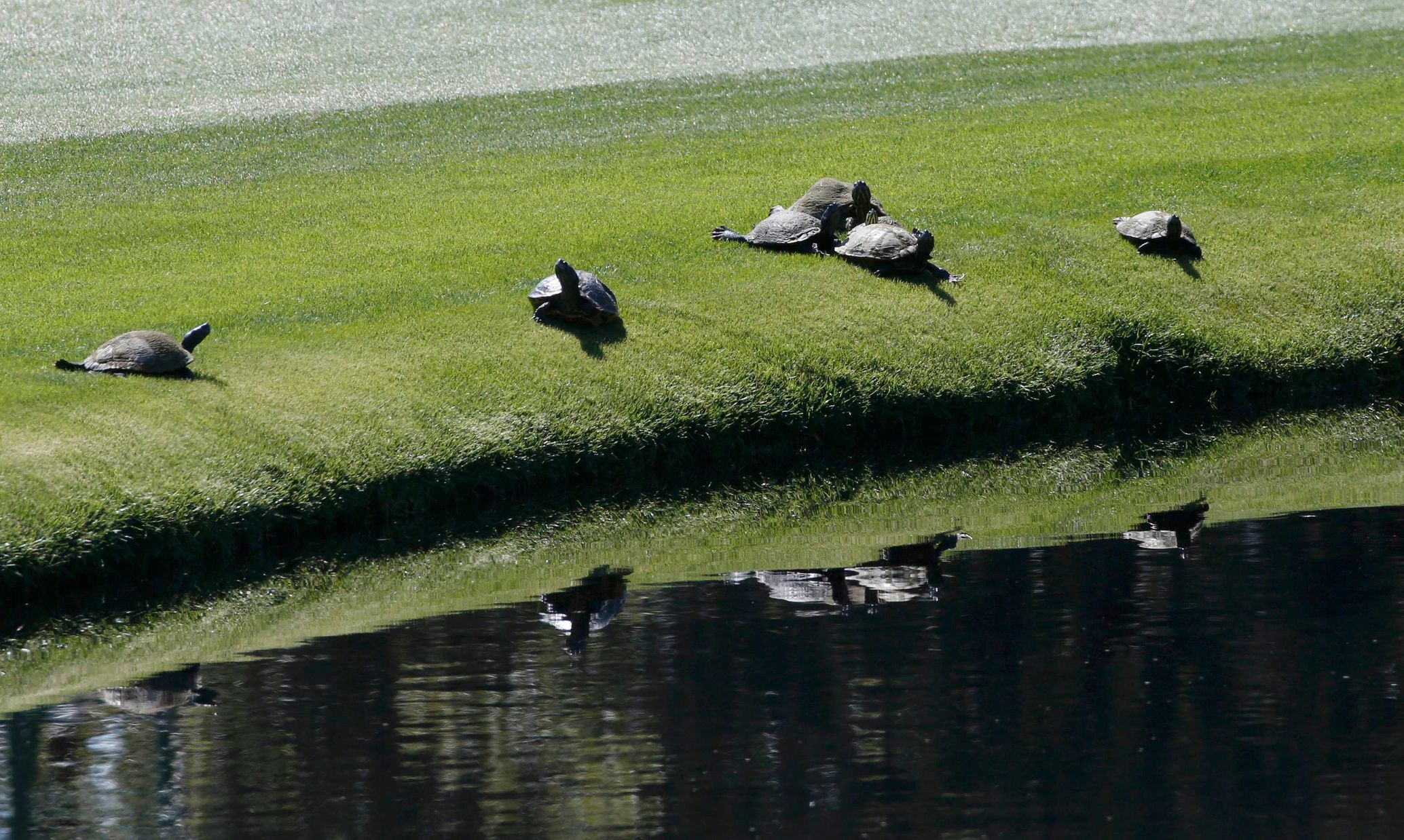 Želvy na golfovém Masters 2014