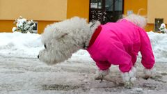 Ostrava pod sněhem - pes