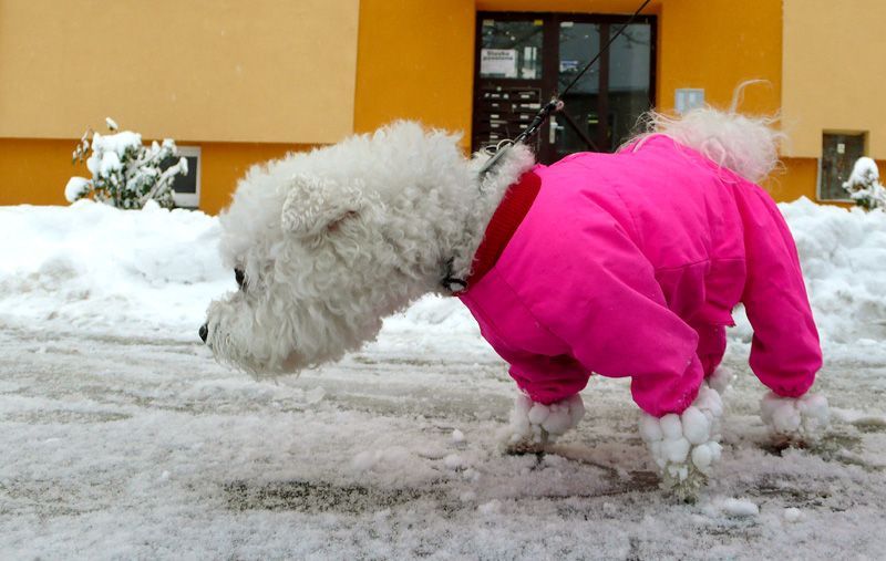 Ostrava pod sněhem - pes