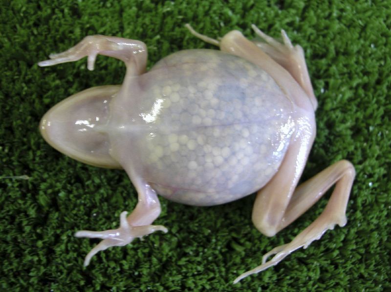 průsvitný žabák
