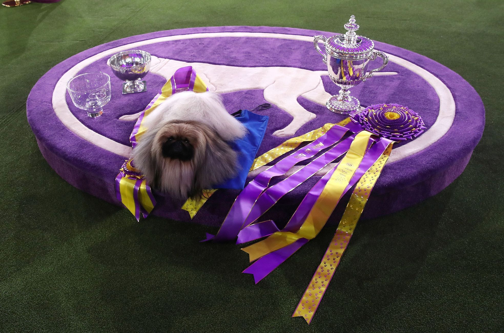 Toto jsou nejhezčí psi světa: Westminster Dog Show, New York 2021