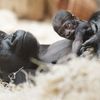 Mládě gorily Kijivu v pražské zoo