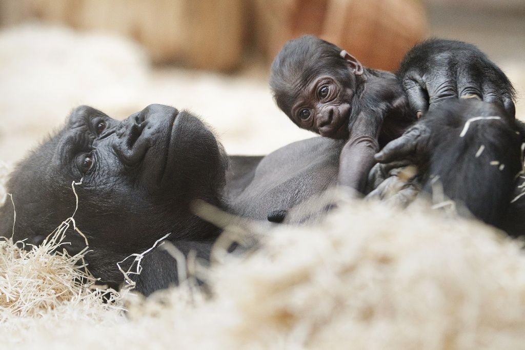 Mládě gorily Kijivu v pražské zoo