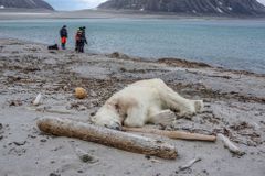 Na členy hlídky, která zastřelila ledního medvěda, se snesla vlna kritiky, Norsko jejich postup hájí