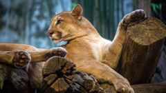 Puma