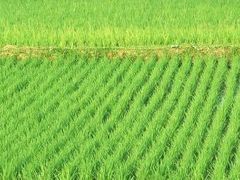 Rýžové pole v Indii.