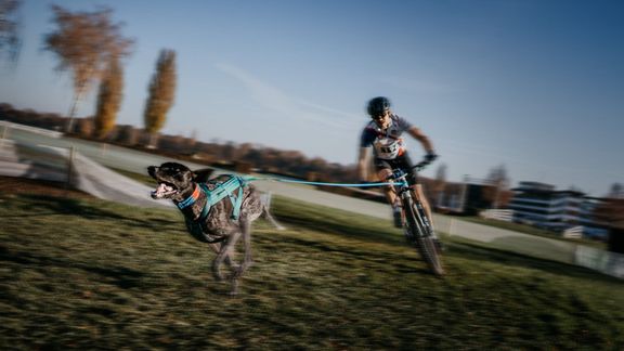 Fotografie pořízená na mistrovství světa v individuálním mushingu v českých Pardubicích.