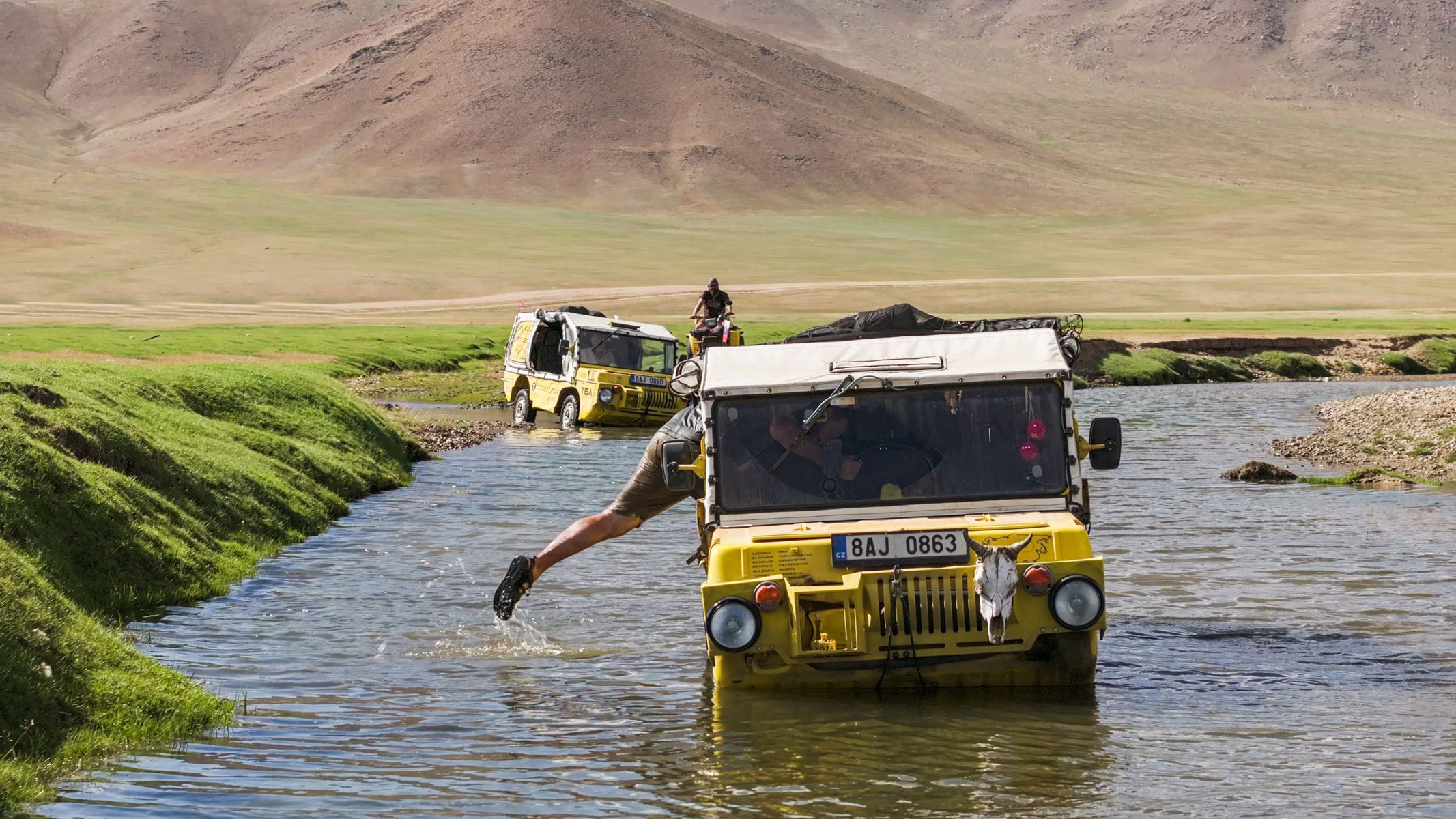 Žlutá žába pluje