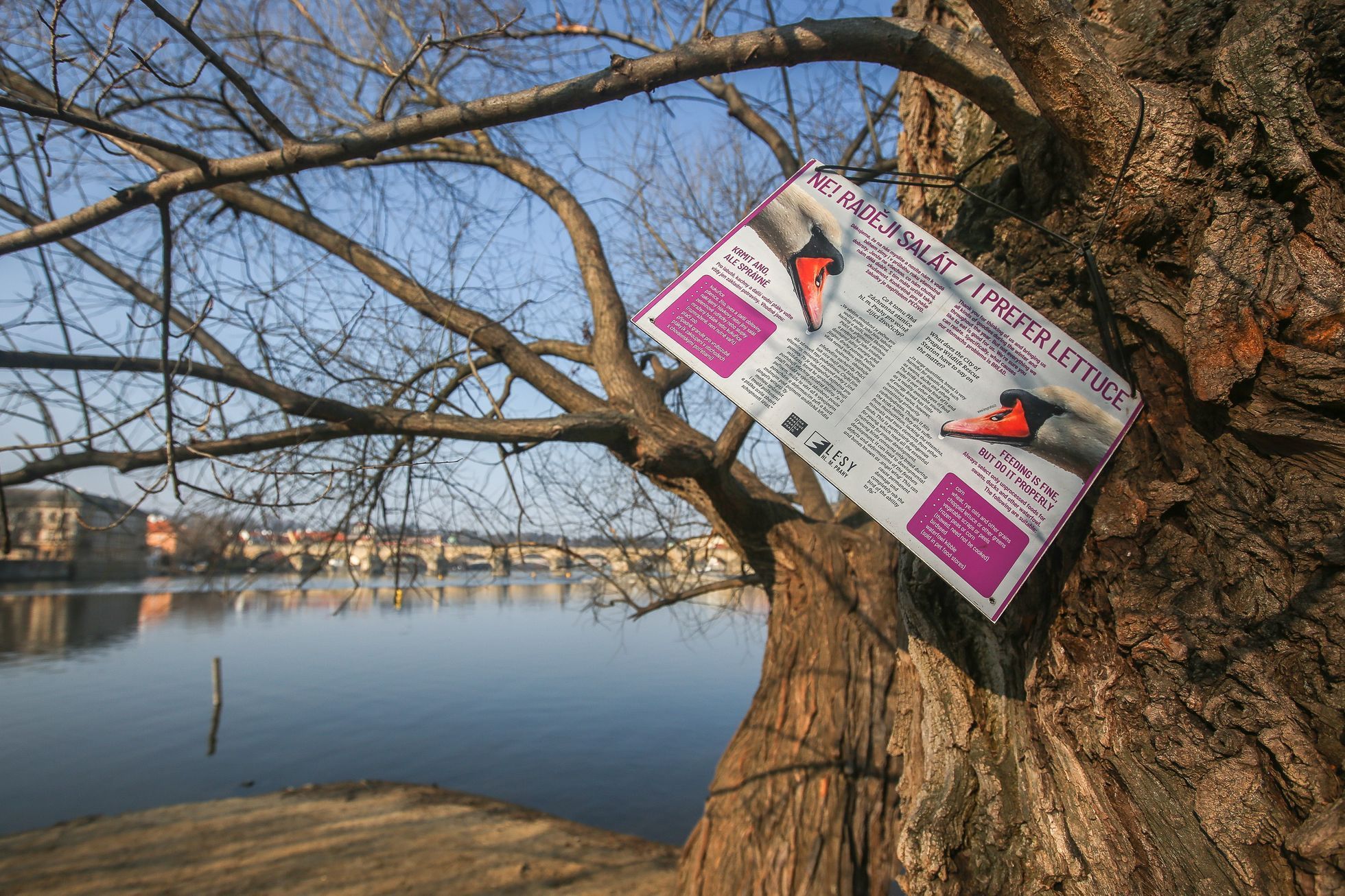 Nutrie v Praze, krmení, Střelecký ostrov