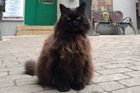 Zloději ukradli "mluvící" kočku. Po pátrací smršti na Facebooku ji raději za pár hodin vrátili