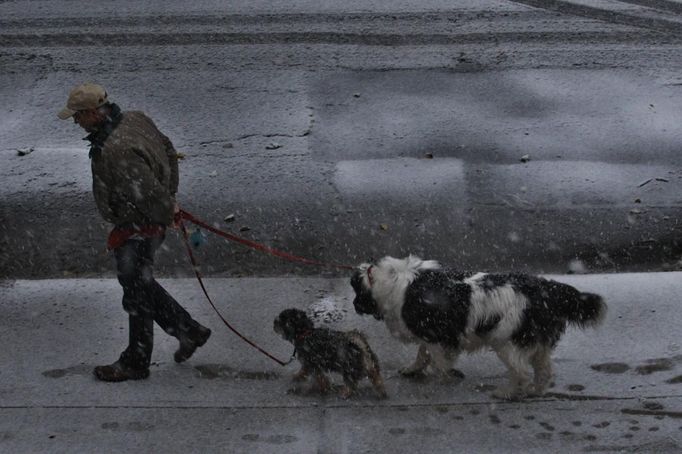 A man walks with his dogs under snow during the arrival of Nor'easter, also known as a northeaster storm, in Jersey City, New Jersey, November 7, 2012. A wintry storm dropped snow on the Northeast and threatened to bring dangerous winds and flooding to a region still climbing out from the devastation of superstorm Sandy. REUTERS/Eduardo Munoz (UNITED STATES - Tags: ENVIRONMENT DISASTER) Published: Lis. 7, 2012, 10:38 odp.