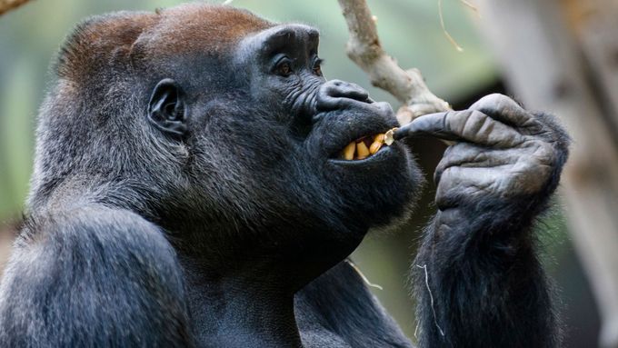 Ve Dvoře Králové uhynul gorilí samec Tadao, nejdéle žijící gorila v českých zoo.