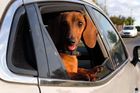 Psi rádi při jízdě koukají z okna. Pokud nejsou připoutaní, je to proti pravidlům.