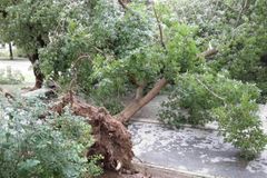 Ženu na Blanensku zavalil strom, letěl pro ni vrtulník