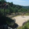 Žirafy v pražské zoo