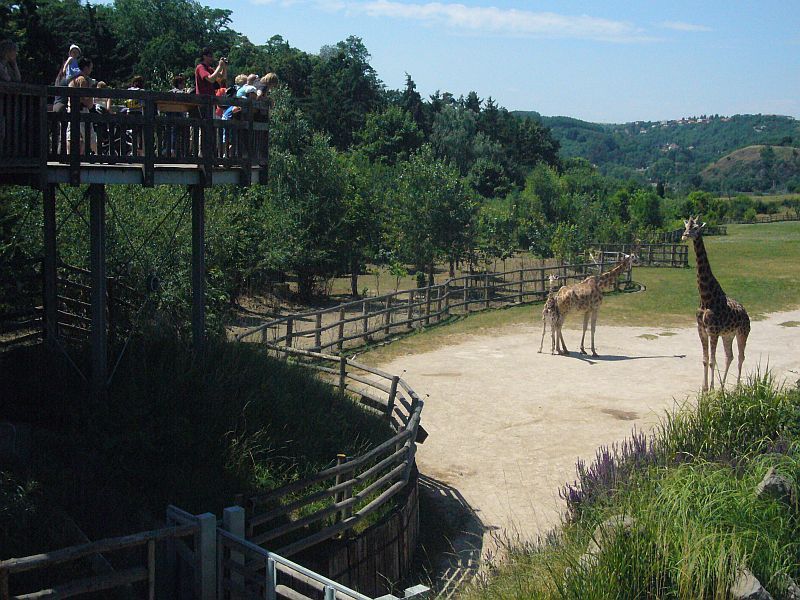 Žirafy v pražské zoo