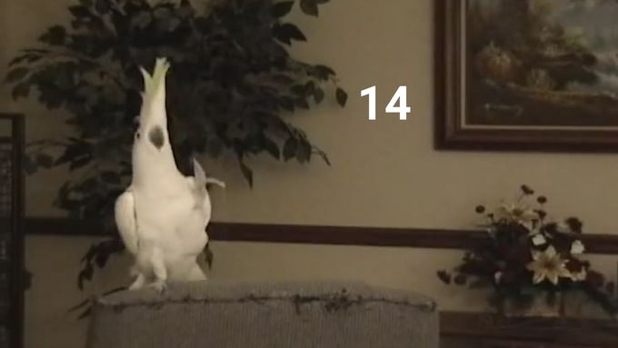 Papoušek Snowball zatančí 14 a více pohybů.
