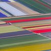 Pole tulipánů v Nizozemsku