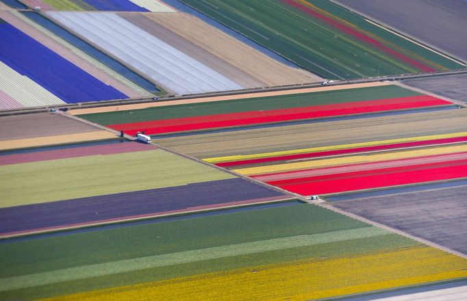 Obrovské pole tulipánů v Nizozemsku.