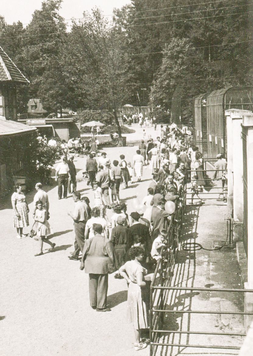 ZOO Liberec, zoo, zoologická zahrada, Liberec, historie, výročí, Domácí