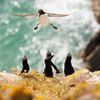 Finalisté soutěže Nikon Comedy Wildlife Awards 2024