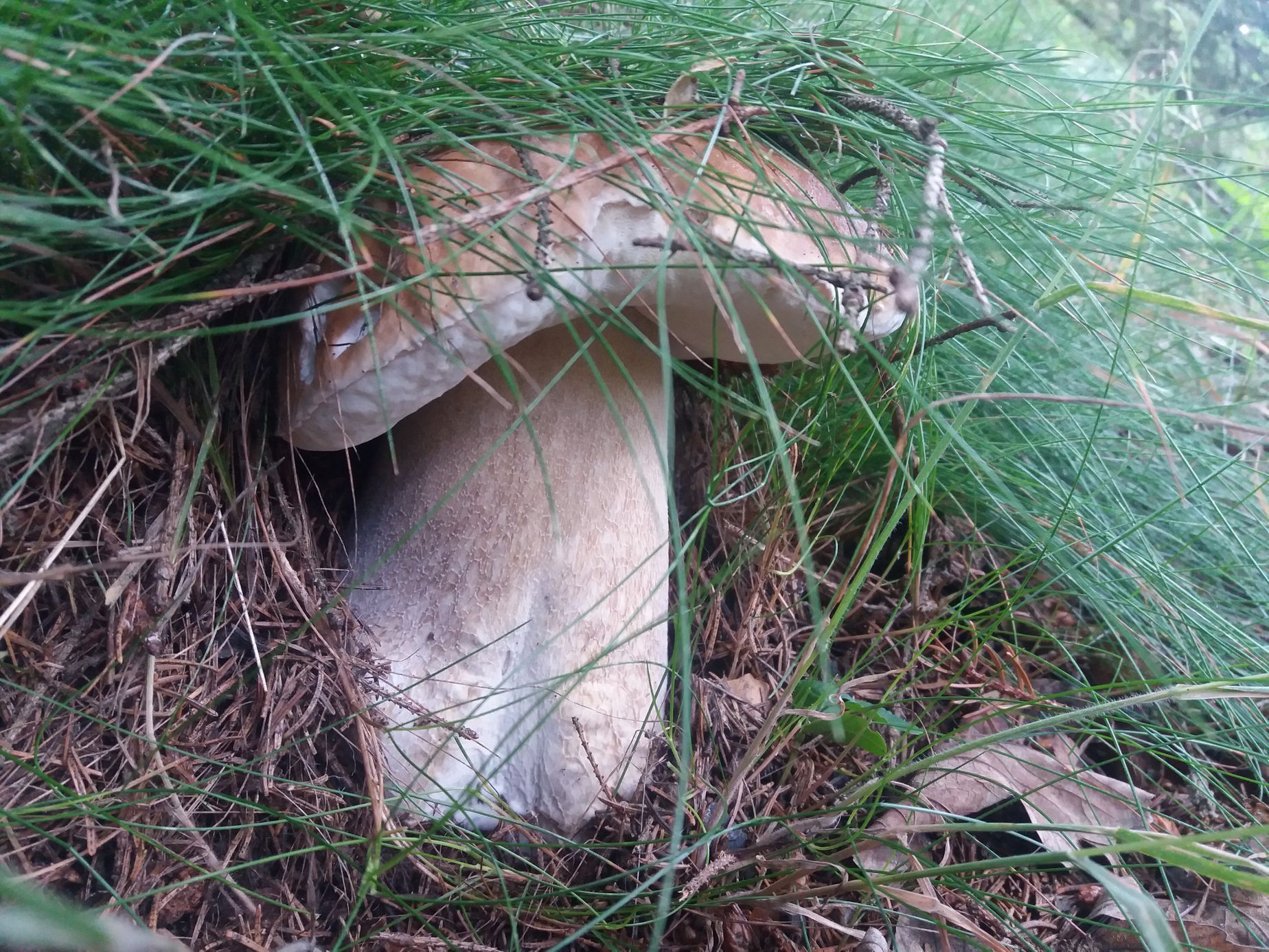 houby rostou