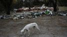 A greyhound walks next to the remains of the Gabarri-Valdes family home after a bulldozer demolished it at the Spanish gypsy settlement of Puerta de Hierro, in the outskirts of Madrid November 20, 2012. Fifty-four families have been living in Puerta de Hierro, on the banks of the Manzanares river for over 50 years. Since the summer of 2010, the community has been subject to evictions on the grounds that the dwellings are illegal. Families, whose homes have been demolished, move in with relatives whose houses still remain while the debris keeps piling up around them as more demolitions take place. REUTERS/Susana Vera (SPAIN - Tags: CIVIL UNREST ANIMALS BUSINESS CONSTRUCTION) Published: Lis. 20, 2012, 5:18 odp.