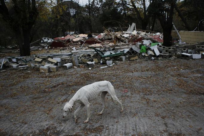 A greyhound walks next to the remains of the Gabarri-Valdes family home after a bulldozer demolished it at the Spanish gypsy settlement of Puerta de Hierro, in the outskirts of Madrid November 20, 2012. Fifty-four families have been living in Puerta de Hierro, on the banks of the Manzanares river for over 50 years. Since the summer of 2010, the community has been subject to evictions on the grounds that the dwellings are illegal. Families, whose homes have been demolished, move in with relatives whose houses still remain while the debris keeps piling up around them as more demolitions take place. REUTERS/Susana Vera (SPAIN - Tags: CIVIL UNREST ANIMALS BUSINESS CONSTRUCTION) Published: Lis. 20, 2012, 5:18 odp.