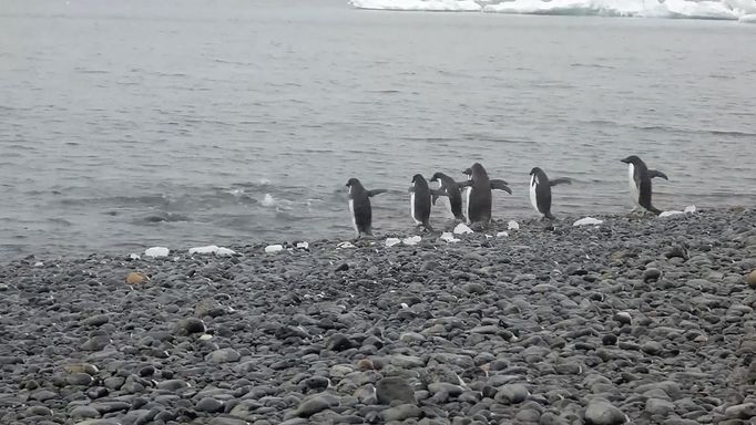 Vítězové soutěže Comedy Wildlife Photography Awards 2023