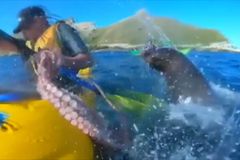Tuleň nafackoval turistovi chapadlem chobotnice, kterou zrovna ulovil