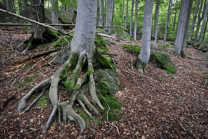 Jizerskohorské bučiny