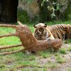 Zoo, Praha, tygr sumaterský, Velká Británie, Achilles