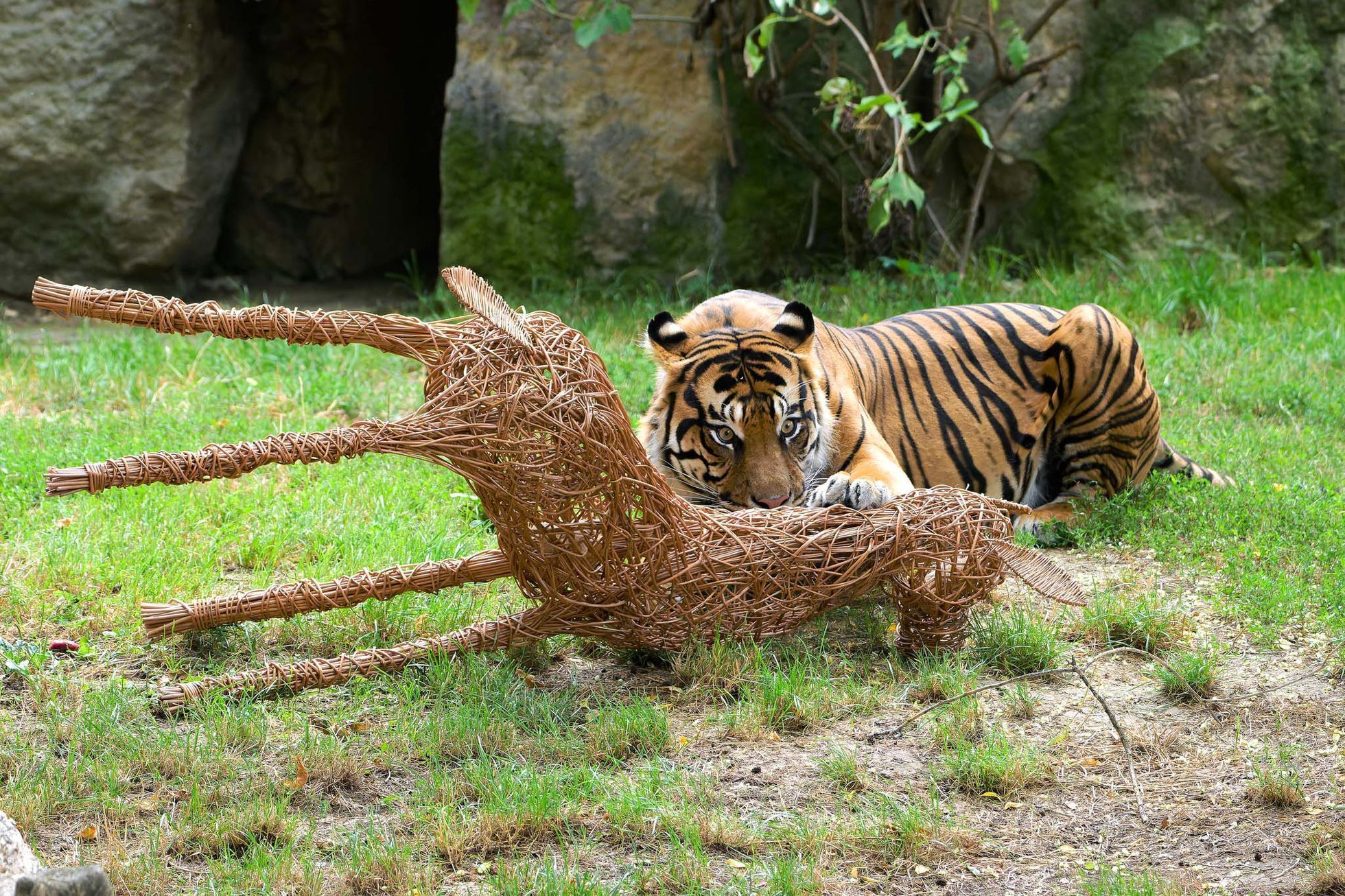 Zoo, Praha, tygr sumaterský, Velká Británie, Achilles