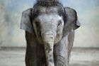 Ostravská zoo zachraňuje slůně, chybí mu sací reflex