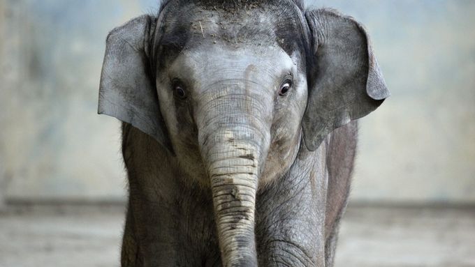 Sloní samička Rashmi se narodila v ostravské zoo 12. dubna 2011. V současné době je to jediné slůně, které můžete v České republice vidět. Její máma se jmenuje Johti, má