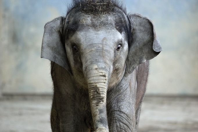 Sloní samička Rashmi se narodila v ostravské zoo 12. dubna 2011. V současné době je to jediné slůně, které můžete v České republice vidět. Její máma se jmenuje Johti, má