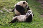 Ve zlínské ZOO postavili pandám Himaláje