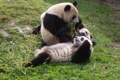 Ve zlínské ZOO postavili pandám Himaláje