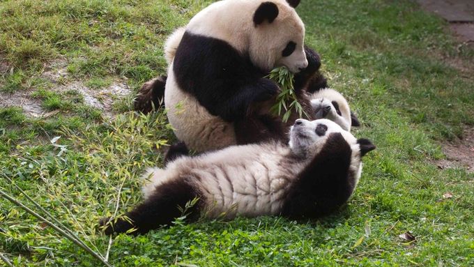 Zlínská ZOO dokončila novou expozici pro ohrožené pandy červené (ilustrační foto).