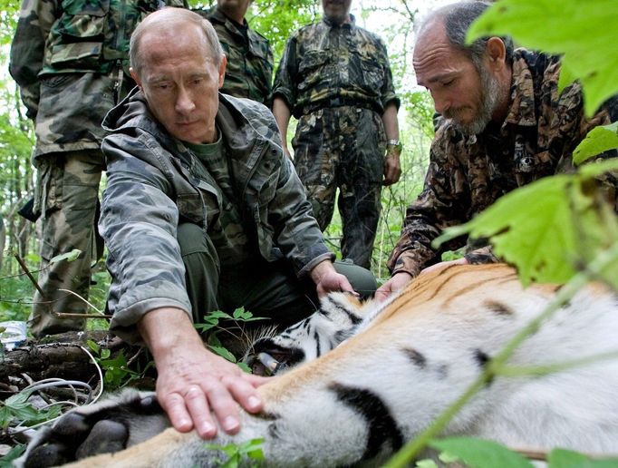 Vladimir Putin připevňuje na jednoho z tygrů monitorovací zařízení