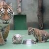 Tygři usurijští v olomoucké zoo