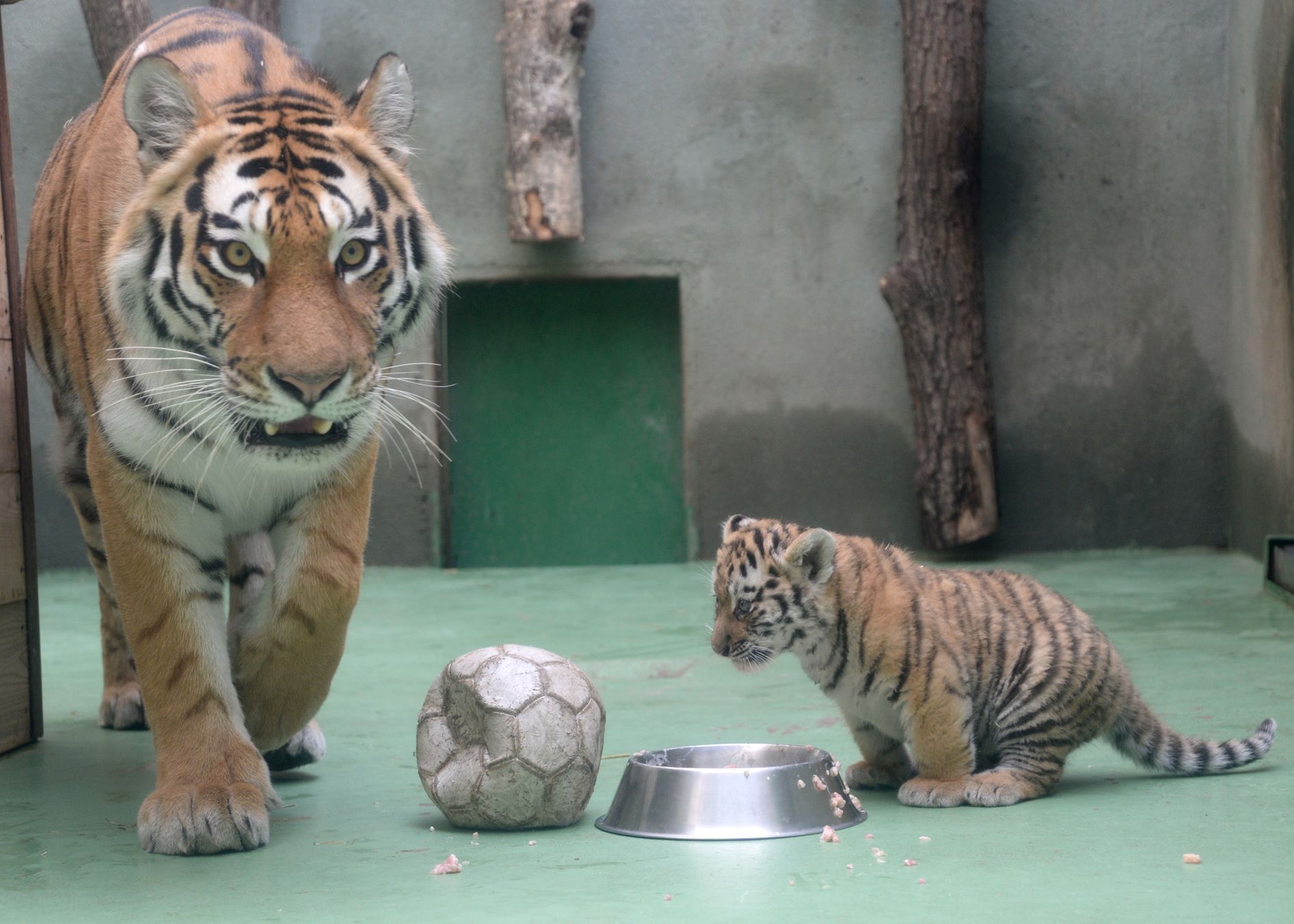 Tygři usurijští v olomoucké zoo