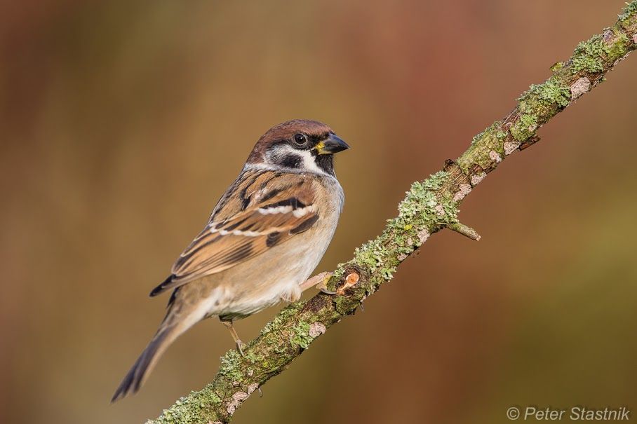 Fotím-Fotíš, snímky z komuninty na Google Plus