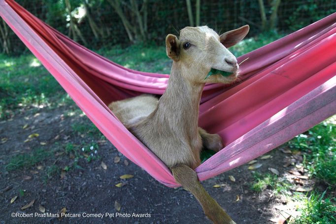 Veselé fotky domácích mazlíčků ze soutěže Mars Petcare Comedy Pet Photography Awards 2020